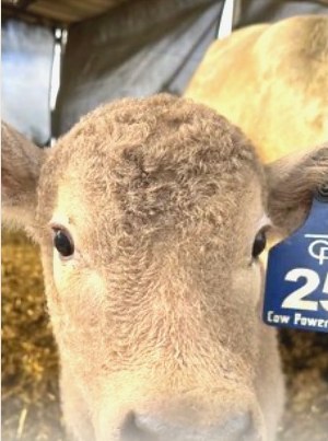 A young calf in the corral
