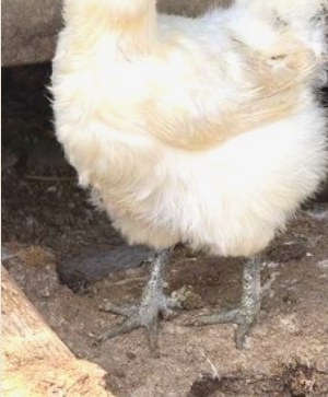 A fluffy chick in the run