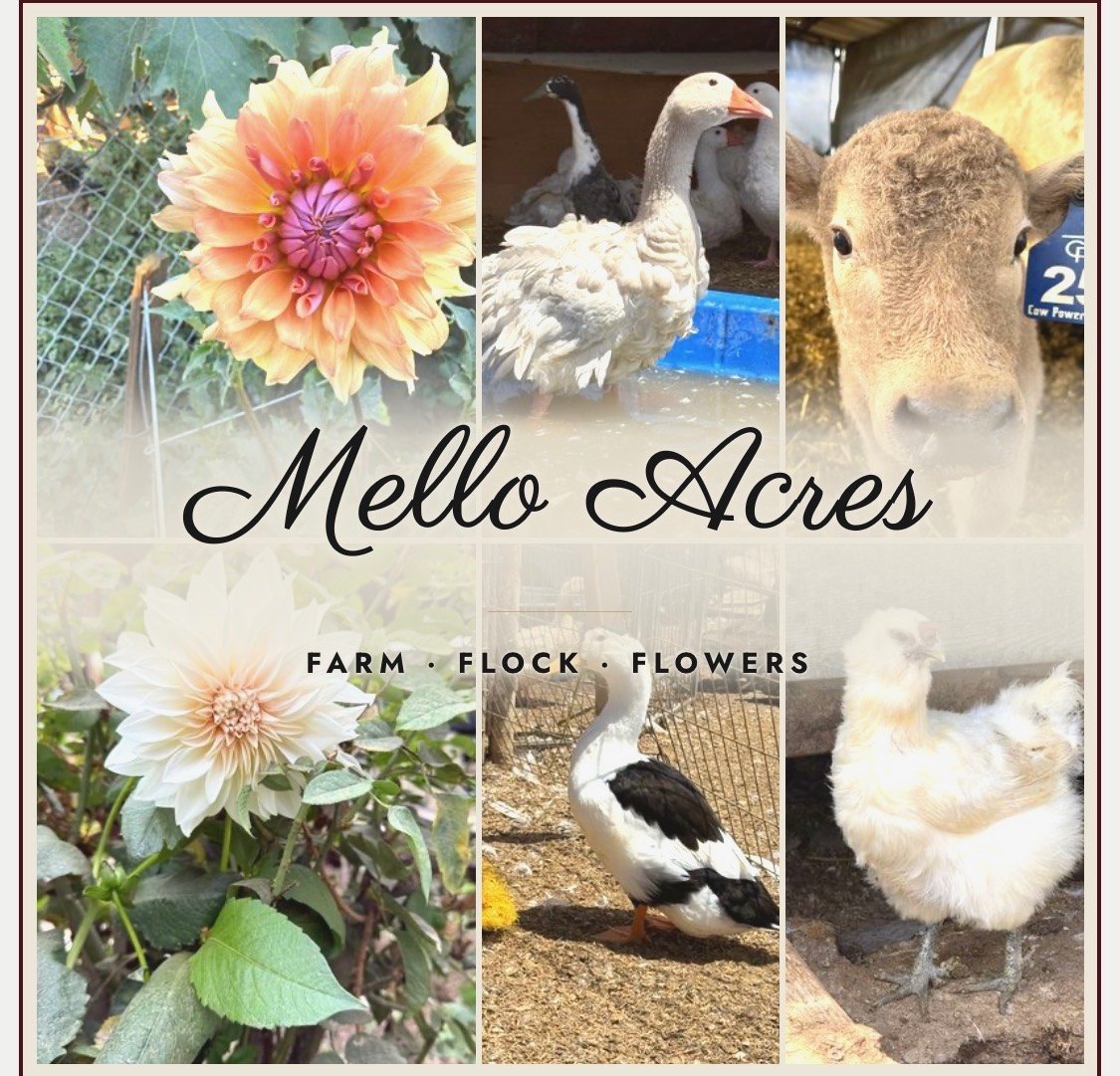 Dahlias, geese, a calf, a duck and a chick at Mello Acres