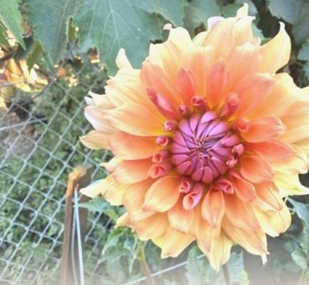 A peach and magenta dahlia in full bloom
