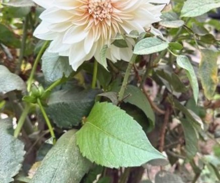 A cream dahlia in the garden