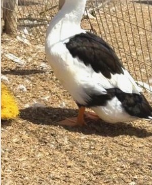 A duck out on the wood chips