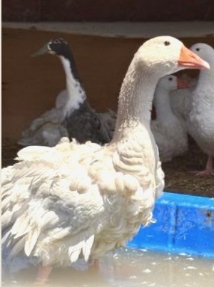 Geese gathered at the water pan